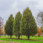 Hrab obyčajný (Carpinus betulus) ´FASTIGIATA´ - výška 70-90 cm, kont. C5L